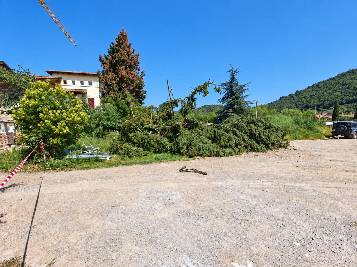 Albero abbattuto nell’area di intervento