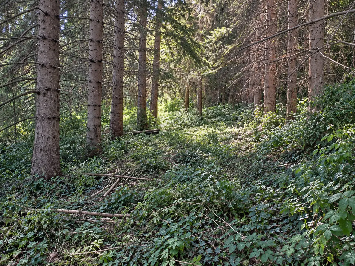 Prima: Veduta del bosco